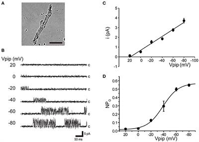 BK Channels Are Activated by Functional Coupling With L-Type Ca2+ Channels in Cricket Myocytes